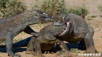 印度巨蜥爆料新闻最新版,揭秘神秘生物的生存现状与挑战  第2张